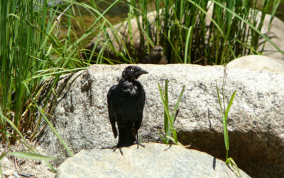 Tolkun IT-hankinnat 6 – Miksi toimittajat eivät jätä tarjousta?