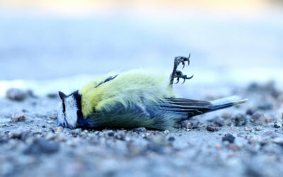 Tolkun IT-hankinnat 3 – Loppuiko lento jo lähtösuoralla?